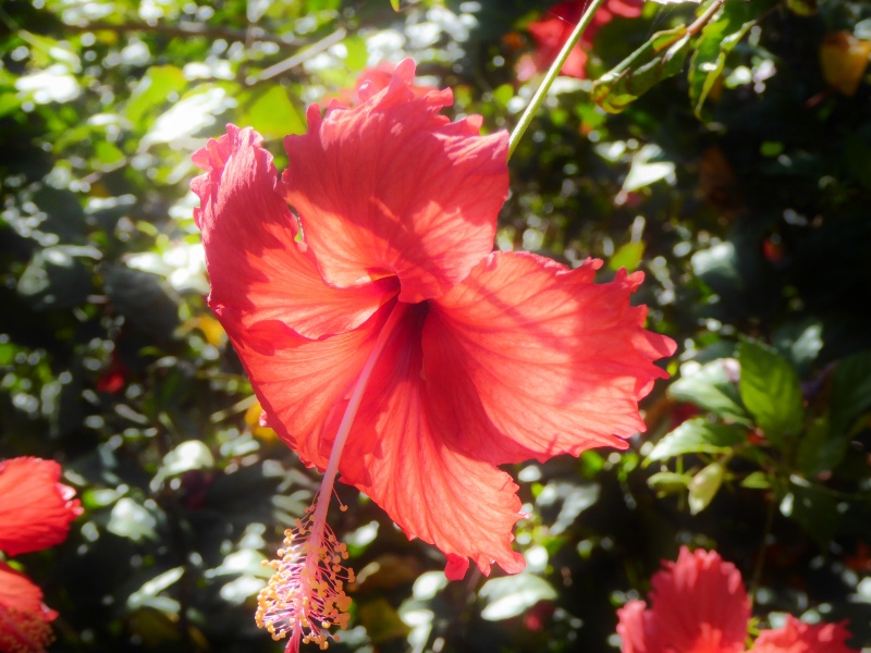 Travel information - flora in Cape Verde
