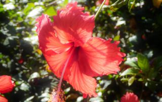 Hibiskusblüte auf den Capverden