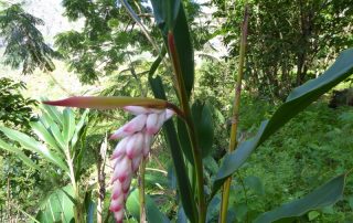 Ingwerblüte im Tal von Paul, Kap Verde