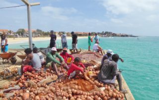 On the Fishing dock in Santa Maria, Sal island