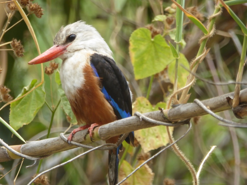 Kapverdischer Eisvogel (Graukopfliest)