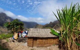 Traditional house made of locally growing plants - Santo Antao