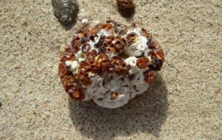 Natural "jewels" on Boa Vista beach
