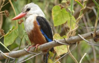 Kingfisher Eisvogel auf den Capverden 