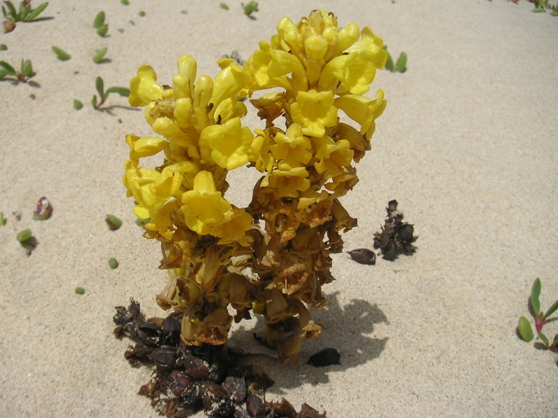 Desert flower in Boa Vista, Cape Verde islands