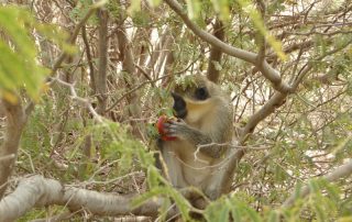 Green monkey or Grivet monkey on Boa Vista island